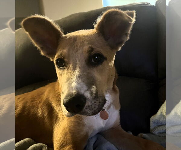 Medium Photo #2 Mutt Puppy For Sale in Fargo, ND, USA