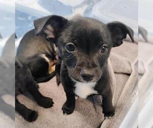 Chihuahua Dogs for adoption in San Martin, CA, USA