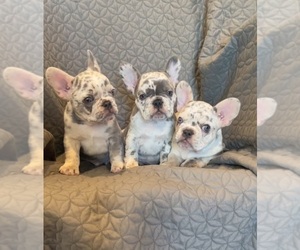 French Bulldog Puppy for sale in PROVO, UT, USA