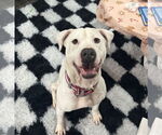 Small #1 American Staffordshire Terrier Mix
