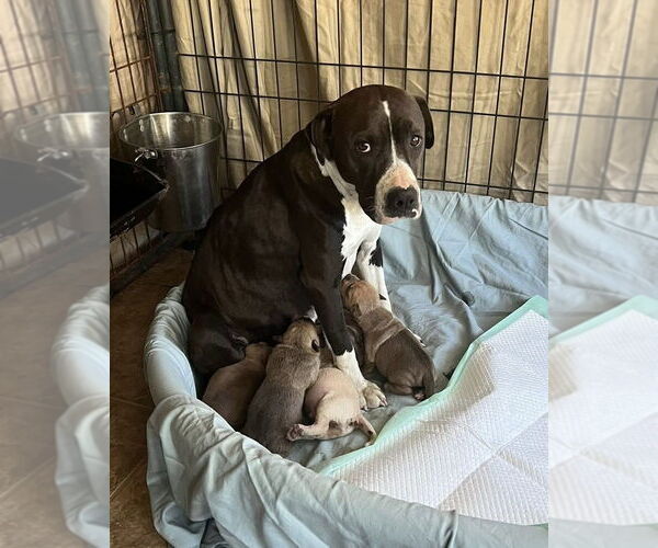 Medium Photo #3 American Pit Bull Terrier-Labrador Retriever Mix Puppy For Sale in Brewster, NY, USA