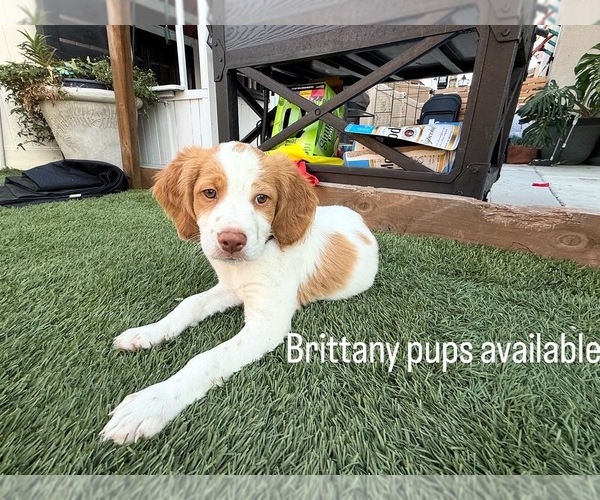 Medium Photo #4 Brittany Puppy For Sale in MORENO VALLEY, CA, USA