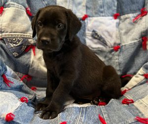 American Pit Bull Terrier-Labrador Retriever Mix Puppy for sale in RUTHERFORDTON, NC, USA