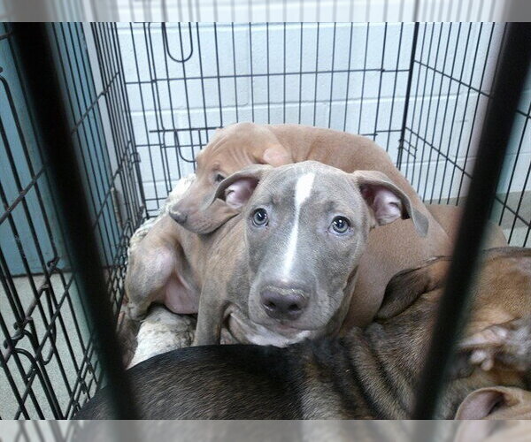 Medium Photo #1 American Pit Bull Terrier-Unknown Mix Puppy For Sale in Oklahoma City, OK, USA