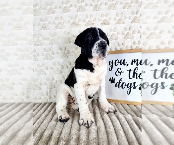 Medium Photo #5 Cocker-Pei Puppy For Sale in GREENFIELD, IN, USA