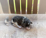 Puppy Persephone Bernedoodle