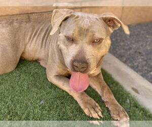 Mutt Dogs for adoption in Moreno Valley, CA, USA