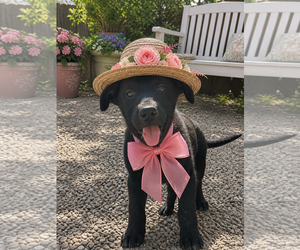 Borador Dogs for adoption in Mt. Laurel, NJ, USA