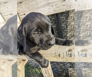 Mastador Puppy for sale in UPPER SANDUSKY, OH, USA