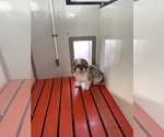 Small Photo #1 Shih Tzu Puppy For Sale in MOUNT PLEASANT, MI, USA