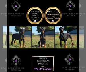 Doberman Pinscher Puppy for sale in WARSAW, IN, USA