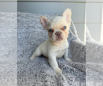 Small French Bulldog