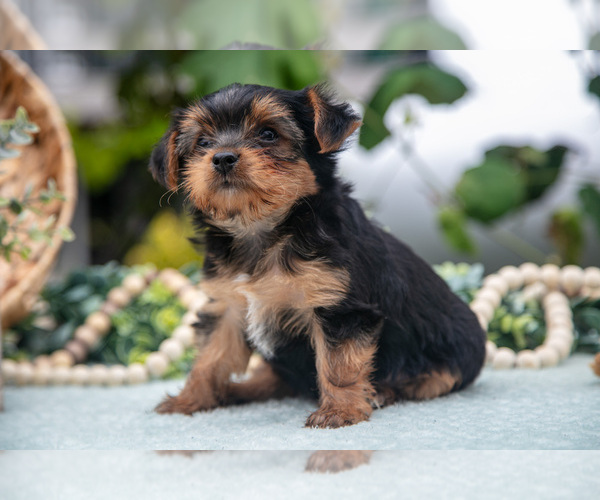 Medium Photo #15 Shorkie Tzu Puppy For Sale in KIRKWOOD, PA, USA