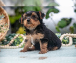 Small Photo #15 Shorkie Tzu Puppy For Sale in KIRKWOOD, PA, USA