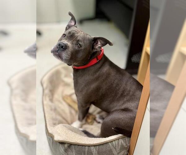 Medium Photo #1 Staffordshire Bull Terrier Puppy For Sale in Boston, MA, USA