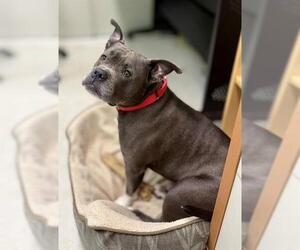 Staffordshire Bull Terrier Dogs for adoption in Boston, MA, USA