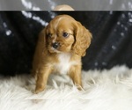 Small #3 Cavalier King Charles Spaniel