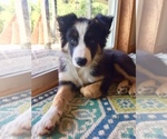 Small Photo #3 Border Collie Puppy For Sale in ALSEA, OR, USA