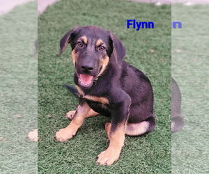 German Shepherd Dog-Weimaraner Mix Dogs for adoption in Des Moines, IA, USA