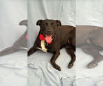 Small #7 Labrador Retriever Mix