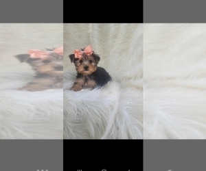Yorkshire Terrier Puppy for sale in INDIANAPOLIS, IN, USA