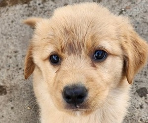 German Shepherd Dog-Golden Retriever Mix Puppy for sale in MODESTO, CA, USA