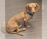 Small #2 Dachshund