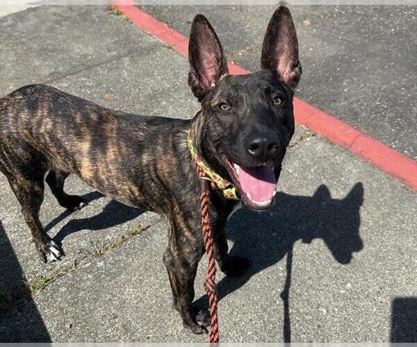 Medium Photo #2 German Shepherd Dog-Unknown Mix Puppy For Sale in Santa Rosa, CA, USA