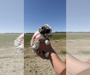 Aussiedoodle Puppy for Sale in HUDSON, Michigan USA