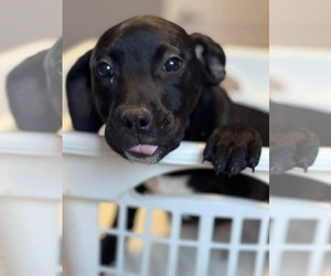 Mutt Dogs for adoption in Rustburg, VA, USA