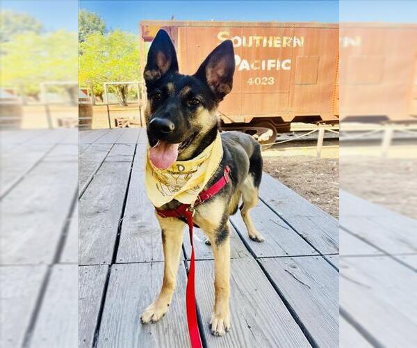 Medium Photo #3 German Shepherd Dog Puppy For Sale in Santa Barbara, CA, USA