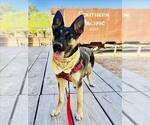 Small #2 German Shepherd Dog