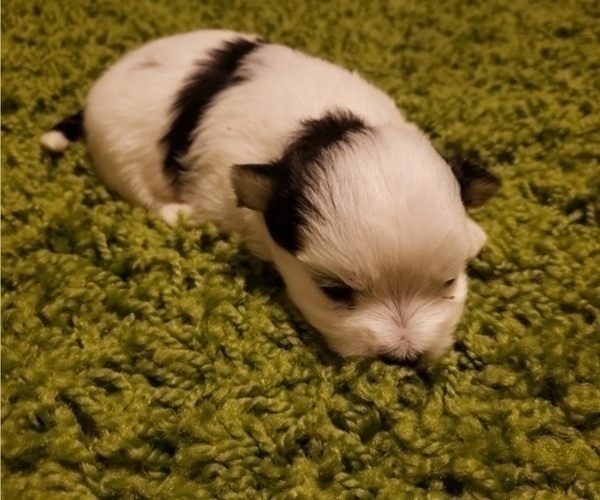 Medium Photo #3 Morkie Puppy For Sale in ATLANTA, GA, USA