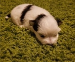 Small Photo #3 Morkie Puppy For Sale in ATLANTA, GA, USA