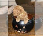 Small Photo #4 Goldendoodle Puppy For Sale in FRONTENAC, KS, USA