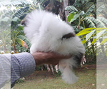 Small Photo #47 Pomeranian Puppy For Sale in PALM BCH GDNS, FL, USA
