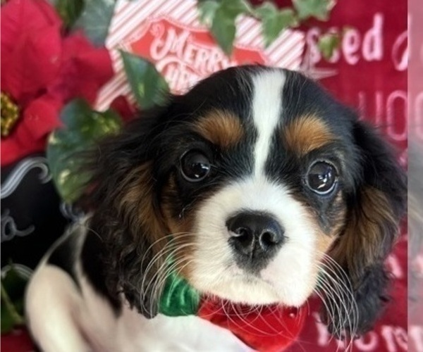 Medium Photo #7 Cavalier King Charles Spaniel Puppy For Sale in ABILENE, TX, USA