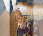 Small #13 American Staffordshire Terrier Mix