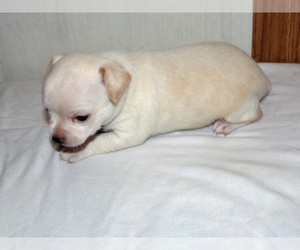 Chihuahua Puppy for Sale in BELLE FOURCHE, South Dakota USA