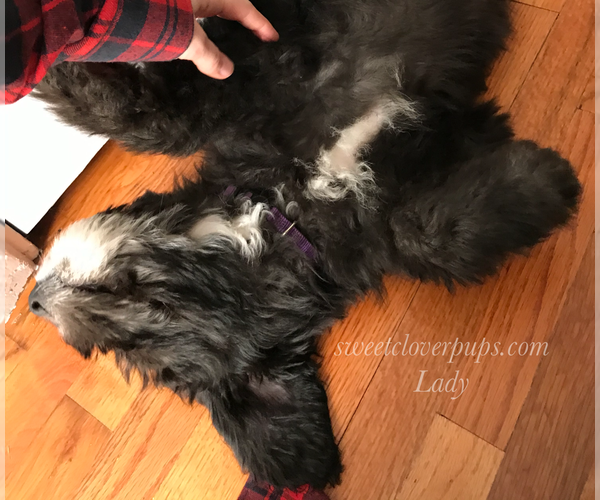 Medium Photo #2 Sheepadoodle Puppy For Sale in DUNCAN, OK, USA