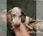 Small #3 Dachshund