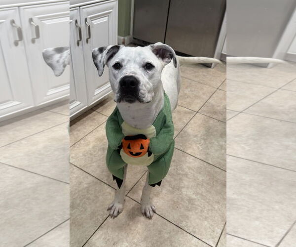 Medium Photo #7 Labrador Retriever-Unknown Mix Puppy For Sale in Royal Palm Beach, FL, USA