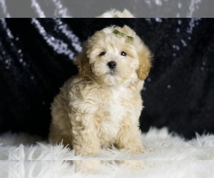 Medium Maltipoo