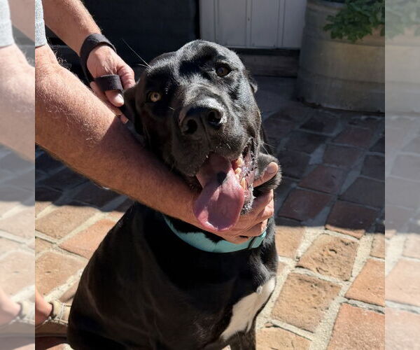 Medium Photo #3 Mutt Puppy For Sale in Oceanside, CA, USA