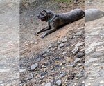 Small #5 Neapolitan Mastiff Mix