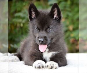 Siberian Husky Puppy for sale in CARNESVILLE, GA, USA