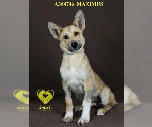 Medium Photo #2 German Shepherd Dog-Siberian Husky Mix Puppy For Sale in Stockton, CA, USA