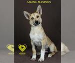 Small #1 German Shepherd Dog-Siberian Husky Mix