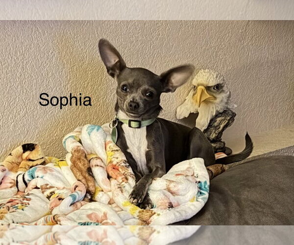 Medium Photo #3 Chihuahua-Unknown Mix Puppy For Sale in Colorado Springs, CO, USA