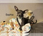 Small #2 Chihuahua Mix